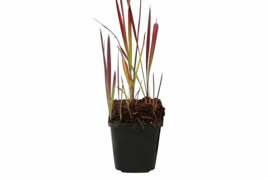 Japanisches Blutgras Imperata cylindrica 'Red Baron' 5-10 Topf 9x9 cm (P9) Imperata cylindrica 'Red Baron'