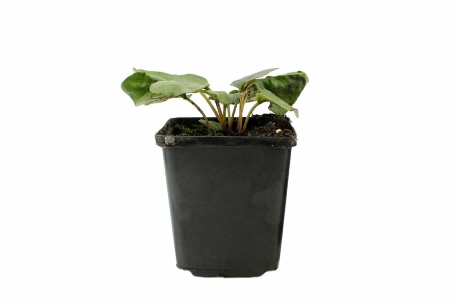 Garten-Gloxinie Incarvillea delavayi 5-10 Topf 9x9 cm (P9) Incarvillea delavayi