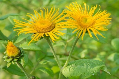 Zwerg-Alant Inula ensifolia 5-10 Topf 9x9 cm (P9)