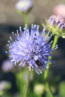 Garten-Blauköpfchen Jasione laevis 'Blaulicht' 5-10 Topf 9x9 cm (P9) Jasione laevis 'Blaulicht'