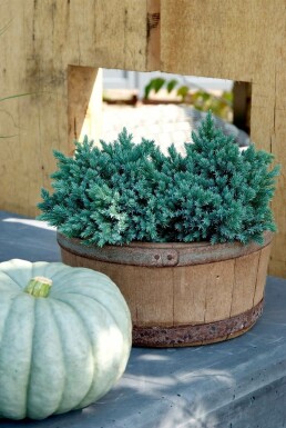 Zwerg-Wacholder Juniperus squamata 'Blue Star' Strauch 30-40 Topf 10 ltr. (C10) Juniperus squamata 'Blue Star' Strauch 30-40 cm