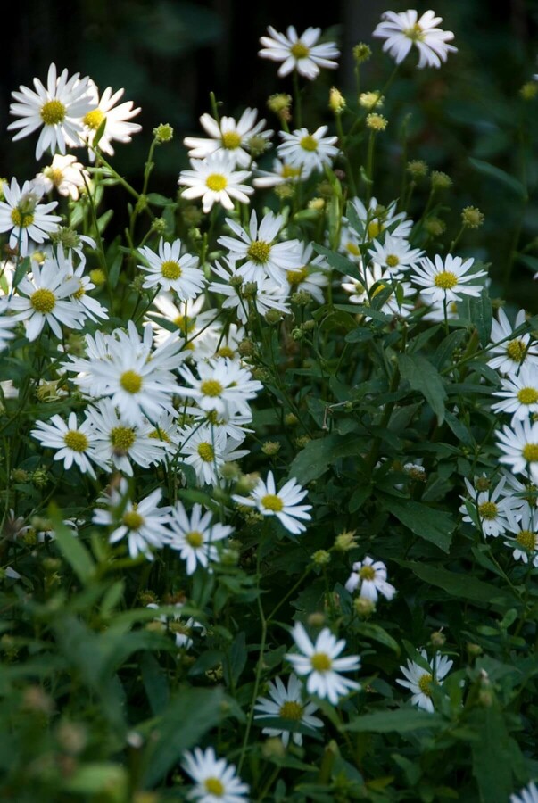 Schön-Aster Kalimeris incisa 'Alba' 5-10 Topf 9x9 cm (P9) Kalimeris incisa 'Alba'