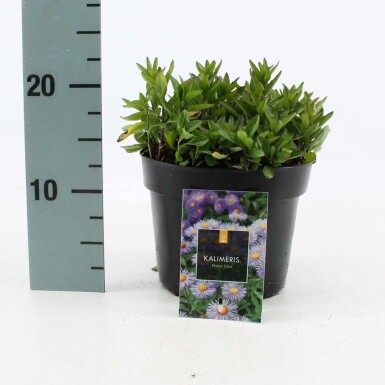 Garten Schön-Aster Kalimeris incisa 'Nana Blue' 10-15 Topf 2 ltr. (C2) Kalimeris incisa 'Nana Blue'