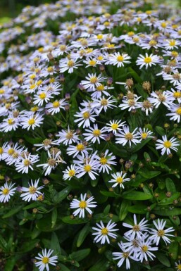 Garten Schön-Aster Kalimeris incisa 'Nana Blue' 5-10 Topf 9x9 cm (P9)