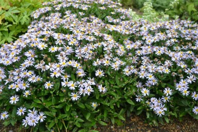Garten Schön-Aster Kalimeris incisa 'Nana Blue' 5-10 Topf 9x9 cm (P9) Kalimeris incisa 'Nana Blue'