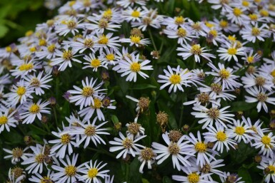 Garten Schön-Aster Kalimeris incisa 'Nana Blue' 5-10 Topf 9x9 cm (P9)