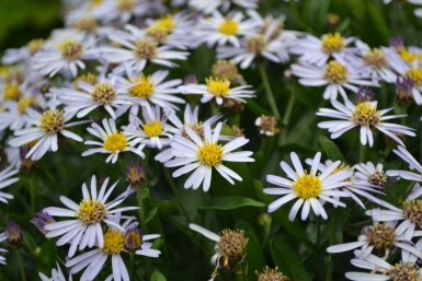 Garten Schön-Aster Kalimeris incisa 'Nana Blue' 5-10 Topf 9x9 cm (P9)