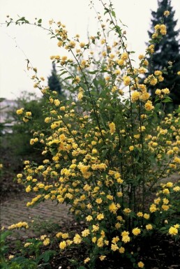 Gefüllter Ranunkelstrauch Kerria Japonica 'Pleniflora' Strauch 20-30 Topf 1,5 ltr. (C1,5)