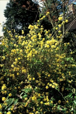 Gefüllter Ranunkelstrauch Kerria Japonica 'Pleniflora' Strauch 20-30 Topf 1,5 ltr. (C1,5)