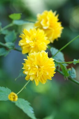 Kerria japonica 'Pleniflora' C1,5 20-30