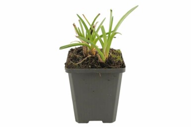 Fackellilie Kniphofia 'Alcazar' 5-10 Topf 9x9 cm (P9) Kniphofia 'Alcazar'