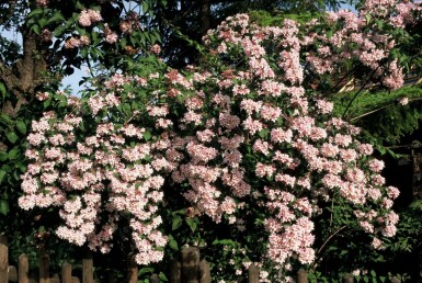 Kolkwitzie Kolkwitzia amabilis 'Pink Cloud' Strauch 30-40 Topf 3 ltr. (C3)