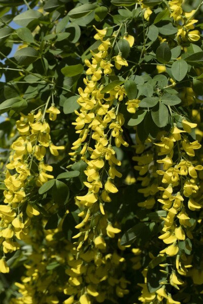 Laburnum watereri 'Vossii'