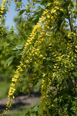 Goldregen Laburnum watereri 'Vossii' Strauch 100-125 Topf 12 ltr. (C12) Laburnum watereri 'Vossii' Strauch 100-125 cm