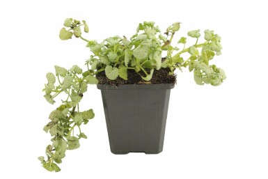 Weiße Taubnessel Lamium maculatum 'White Nancy' 5-10 Topf 9x9 cm (P9) Lamium maculatum 'White Nancy'