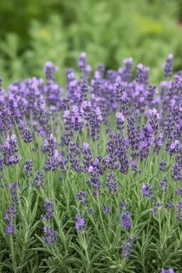 Echter Lavendel Lavandula angustifolia 'Dwarf Blue' 5-10 Topf 9x9 cm (P9) Lavandula angustifolia 'Dwarf Blue'