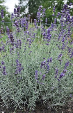Echter Lavendel Lavandula angustifolia 'Hidcote' 5-10 Topf 9x9 cm (P9) Lavandula angustifolia 'Hidcote'