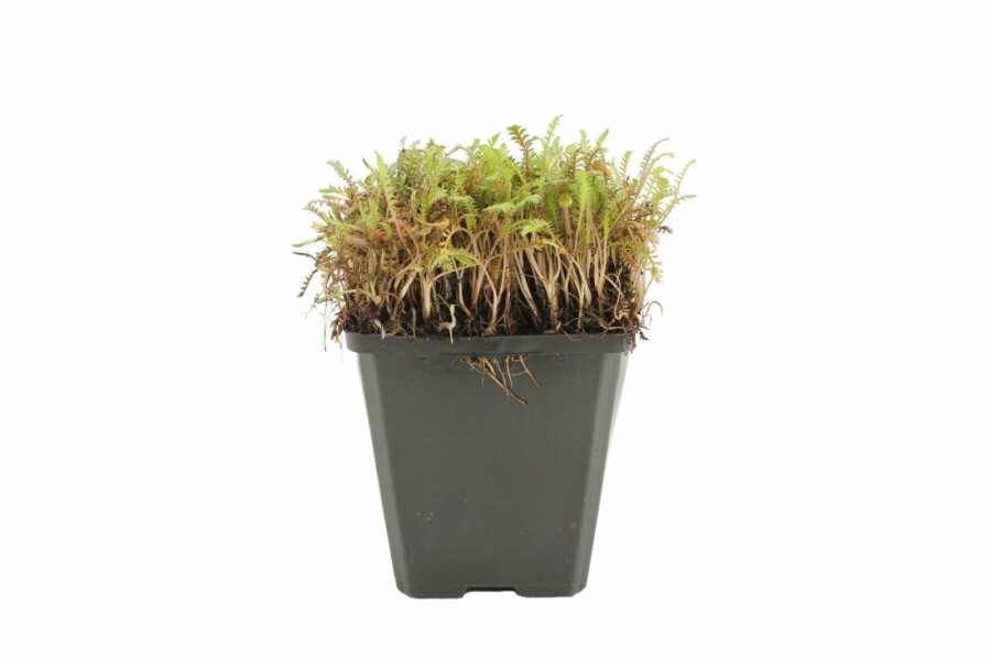 Farn-Fiederpolster Leptinella potentillina 'Platt’s Black' 5-10 Topf 9x9 cm (P9) Leptinella potentillina 'Platt’s Black'