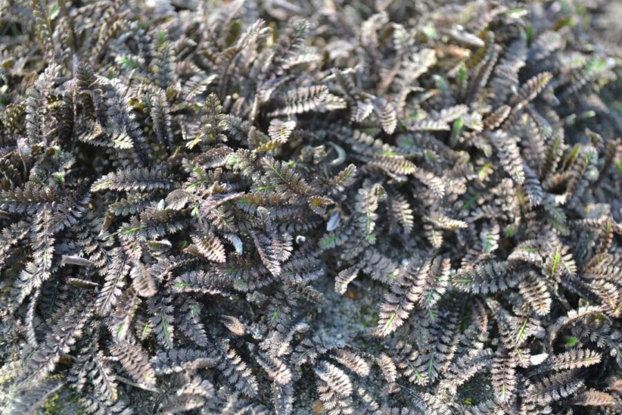 Farn-Fiederpolster Leptinella potentillina 'Platt’s Black' 5-10 Topf 9x9 cm (P9) Leptinella potentillina 'Platt’s Black'