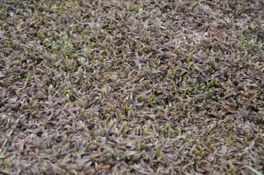 Farn-Fiederpolster Leptinella potentillina 'Platt’s Black' 5-10 Topf 9x9 cm (P9) Leptinella potentillina 'Platt’s Black'