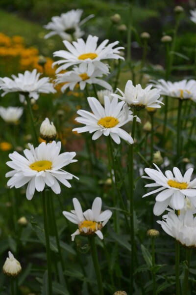 Margerite Leucanthemum (M) 'Alaska' 5-10 Topf 9x9 cm (P9) Leucanthemum (M) 'Alaska'