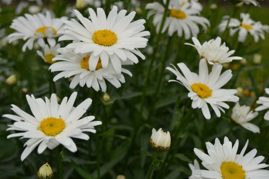Margerite Leucanthemum (M) 'Alaska' 5-10 Topf 9x9 cm (P9) Leucanthemum (M) 'Alaska'