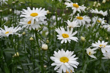 Margerite Leucanthemum (M) 'Alaska' 5-10 Topf 9x9 cm (P9) Leucanthemum (M) 'Alaska'