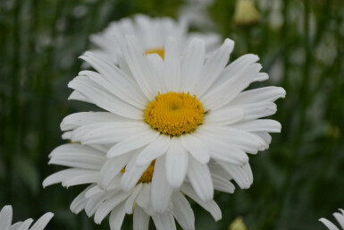 Margerite Leucanthemum (M) 'Alaska' 5-10 Topf 9x9 cm (P9) Leucanthemum (M) 'Alaska'