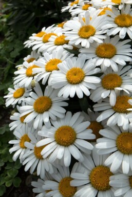 Garten-Margarite Leucanthemum (S) 'Snow Lady' 5-10 Topf 9x9 cm (P9)