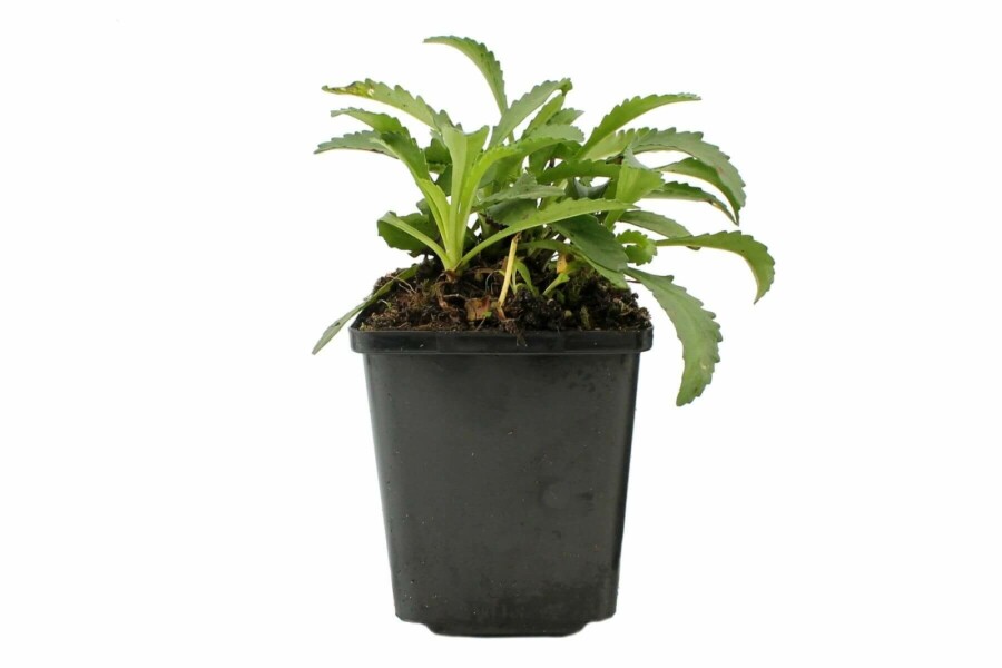 Garten-Margarite Leucanthemum (S) 'Snow Lady' 5-10 Topf 9x9 cm (P9) Leucanthemum (S) 'Snow Lady'