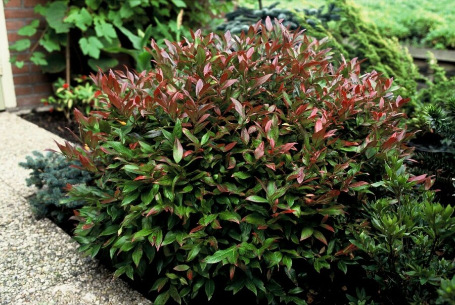 Traubenheide Leucothoe 'Zeblid' Strauch 40-50 Topf 10 ltr. (C10) Leucothoe 'Zeblid' Strauch 40-50 cm