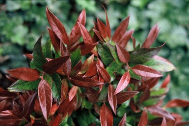 Traubenheide Leucothoe 'Zeblid' Strauch 40-50 Topf 10 ltr. (C10) Leucothoe 'Zeblid' Strauch 40-50 cm