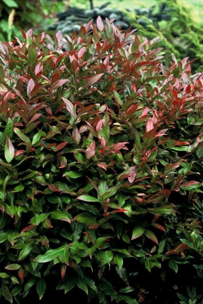 Traubenheide Leucothoe 'Zeblid' Strauch 15-20 Topf 2 ltr. (C2) Leucothoe 'Zeblid' Strauch 15-20 cm