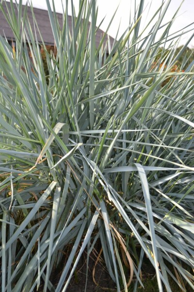 Blaustrandhafer Leymus arenarius 5-10 Topf 9x9 cm (P9) Leymus arenarius