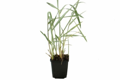 Blaustrandhafer Leymus arenarius 5-10 Topf 9x9 cm (P9) Leymus arenarius