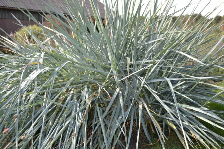 Blaustrandhafer Leymus arenarius 5-10 Topf 9x9 cm (P9) Leymus arenarius