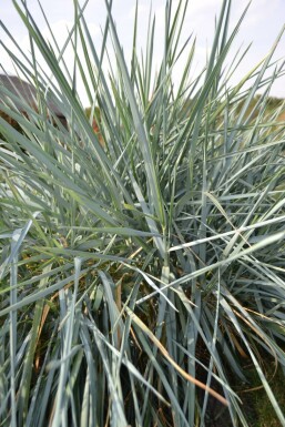 Blaustrandhafer Leymus arenarius 5-10 Topf 9x9 cm (P9) Leymus arenarius