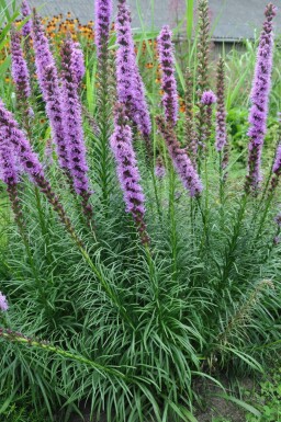 Ährige Garten-Prachtscharte Liatris spicata 'Floristan Violet' 5-10 Topf 9x9 cm (P9) Liatris spicata 'Floristan Violet'