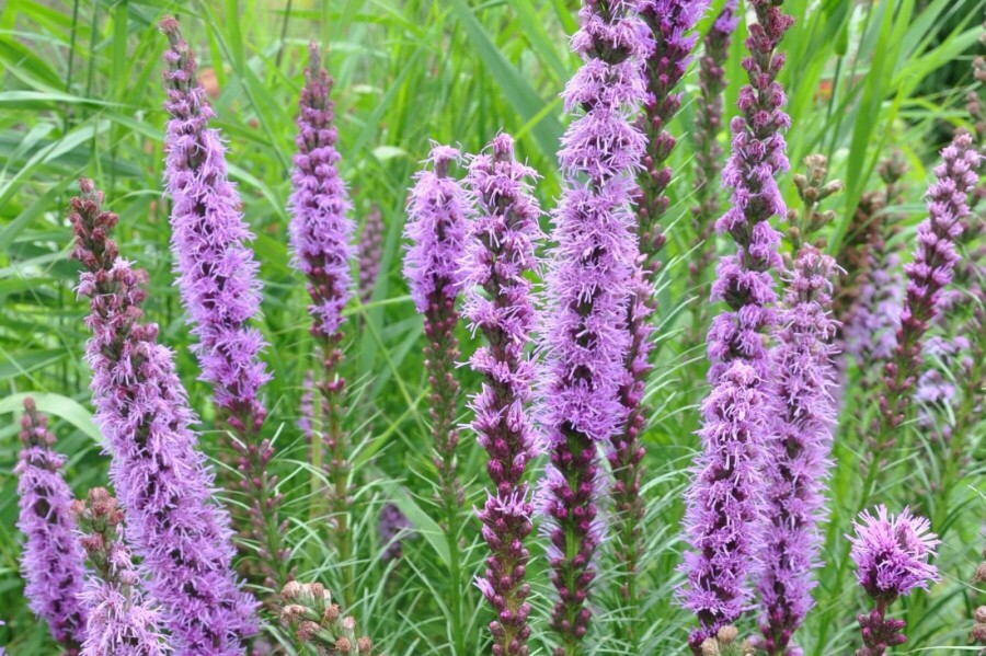 Ährige Garten-Prachtscharte Liatris spicata 'Floristan Violet' 5-10 Topf 9x9 cm (P9) Liatris spicata 'Floristan Violet'