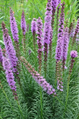 Ährige Garten-Prachtscharte Liatris spicata 'Floristan Violet' 5-10 Topf 9x9 cm (P9)