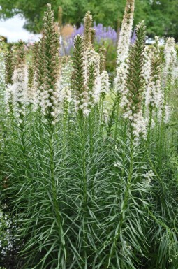 Ährige Garten-Prachtscharte Liatris spicata 'Floristan Weiss' 5-10 Topf 9x9 cm (P9)