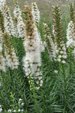 Ährige Garten-Prachtscharte Liatris spicata 'Floristan Weiss' 5-10 Topf 9x9 cm (P9)