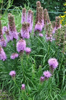 Prachtscharte Liatris spicata 'Kobold' 5-10 Topf 9x9 cm (P9) Liatris spicata 'Kobold'