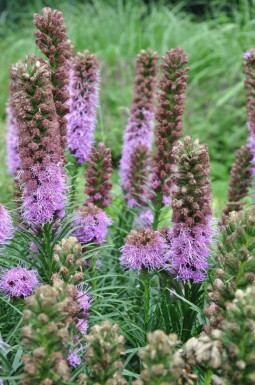 Prachtscharte Liatris spicata 'Kobold' 5-10 Topf 9x9 cm (P9) Liatris spicata 'Kobold'