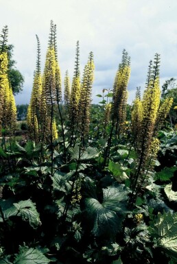 Greiskraut Ligularia przewalskii 5-10 Topf 9x9 cm (P9) Ligularia przewalskii