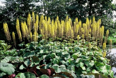 Greiskraut Ligularia przewalskii 5-10 Topf 9x9 cm (P9) Ligularia przewalskii