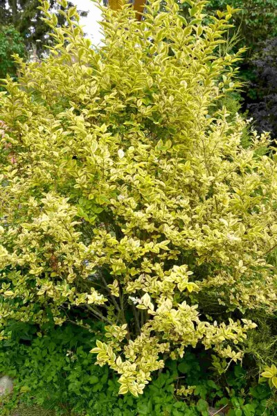 Goldliguster Ligustrum ovalifolium 'Aureum' Strauch 60-80 Topf 10 ltr. (C10) Ligustrum ovalifolium 'Aureum' Strauch 60-80 cm