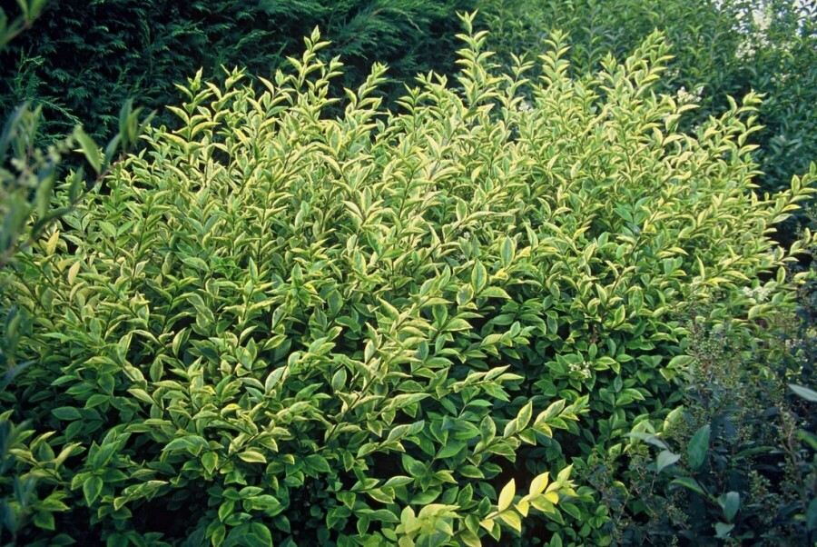 Goldliguster Ligustrum ovalifolium 'Aureum' Strauch 60-80 Topf 10 ltr. (C10) Ligustrum ovalifolium 'Aureum' Strauch 60-80 cm