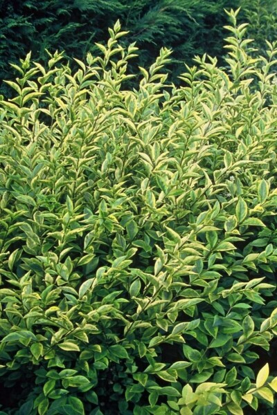 Goldliguster Ligustrum ovalifolium 'Aureum' Strauch 80-100 Topf 12 ltr. (C12) Ligustrum ovalifolium 'Aureum' Strauch 80-100 cm