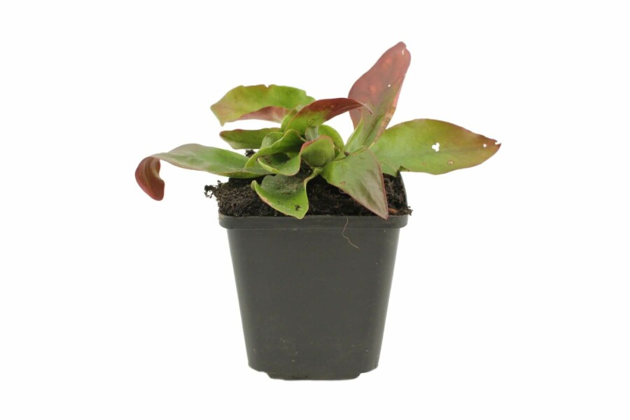 Blauer Strandflieder Limonium latifolium 5-10 Topf 9x9 cm (P9) Limonium latifolium